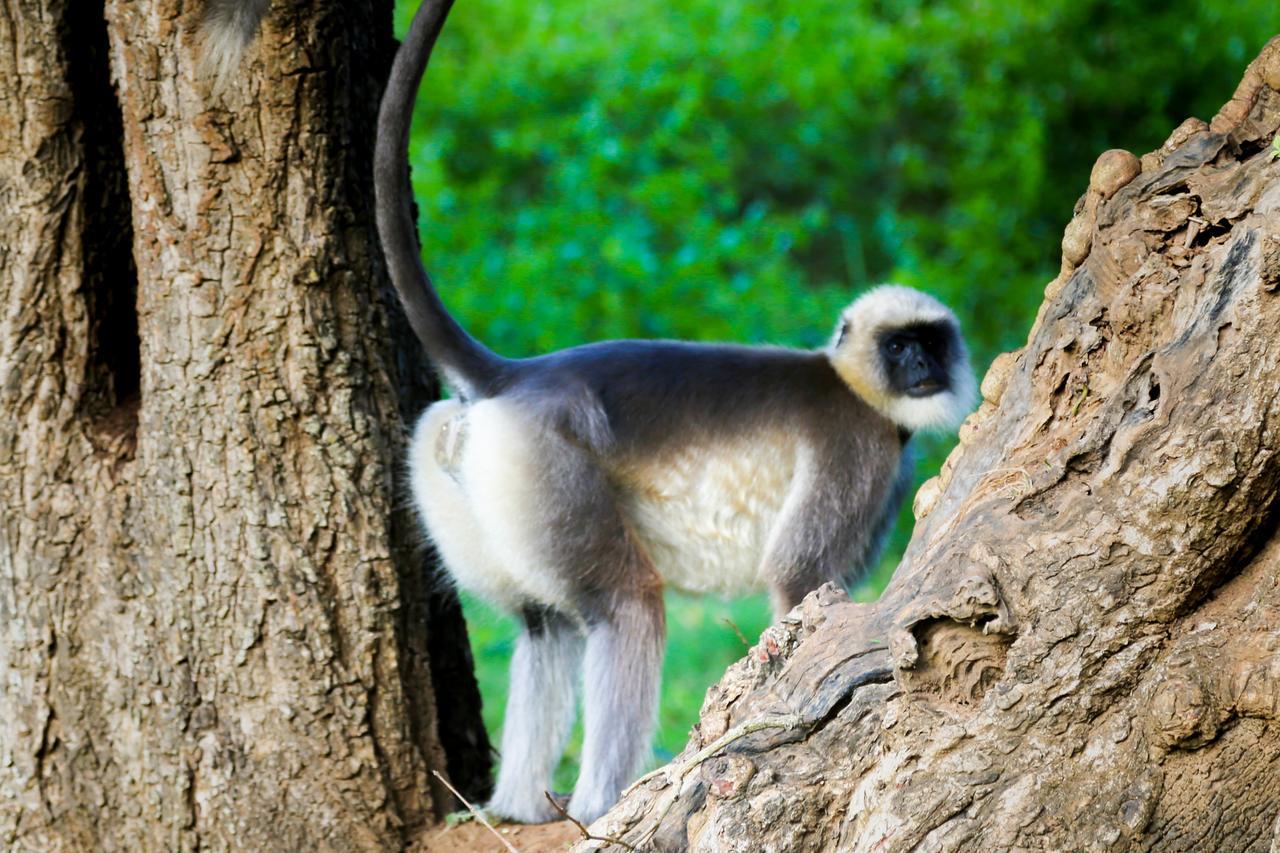 Kings Sanctuary Nagarhole & Kabini Hunsur Eksteriør bilde